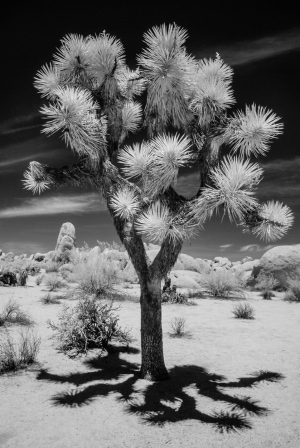 Joshua Tree photographed with infrared. My work using infrared in medicine informed my work in landscape. © Gigi Williams